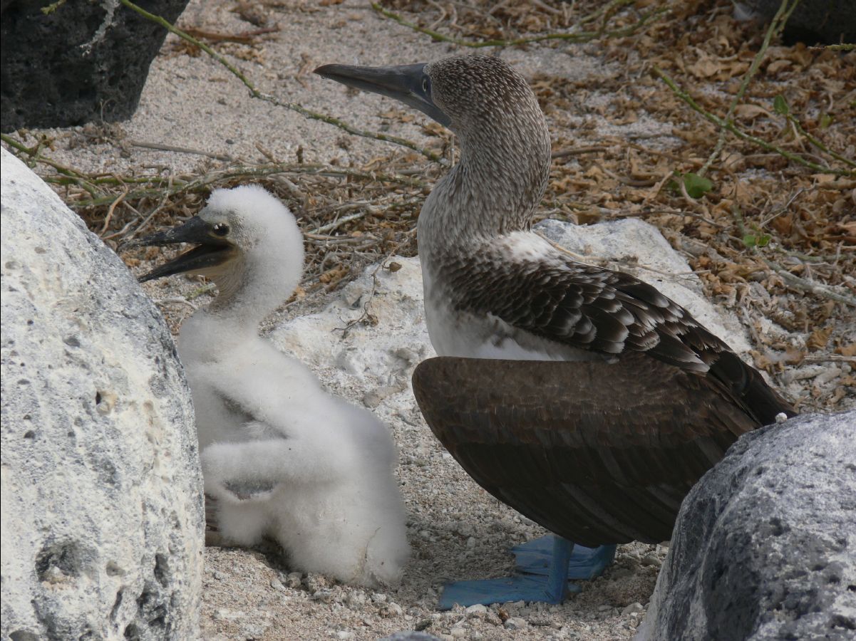 Blue footed booby148